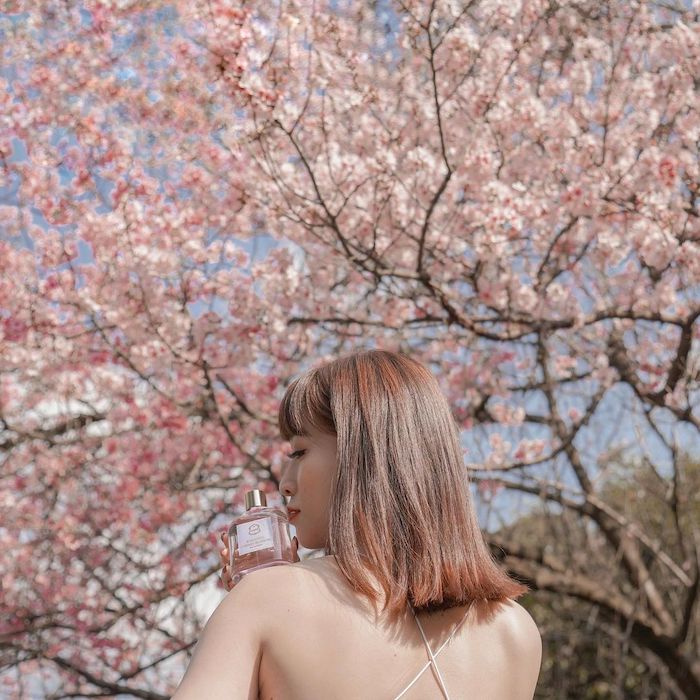 陽明山櫻花季