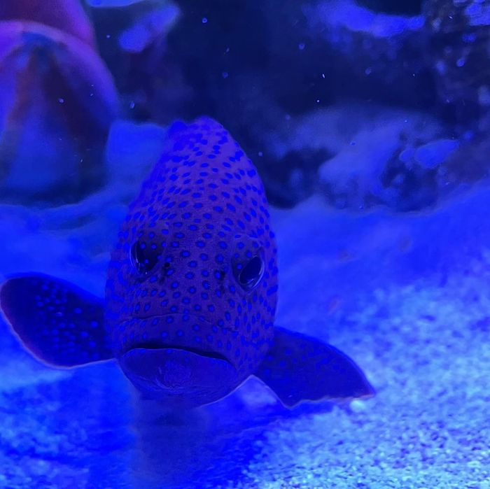 農業生物科技園區觀賞水族展示廳