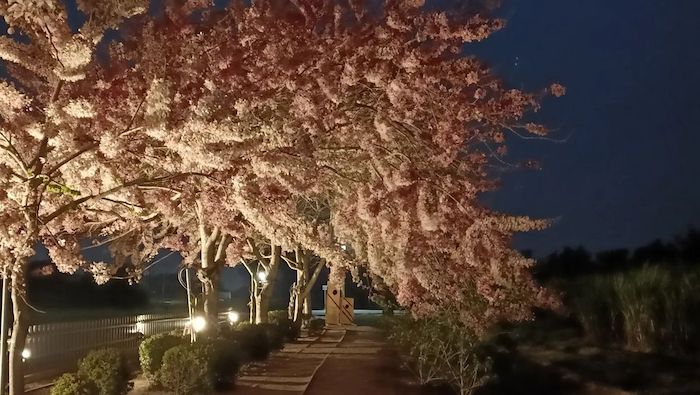 花旗木步道