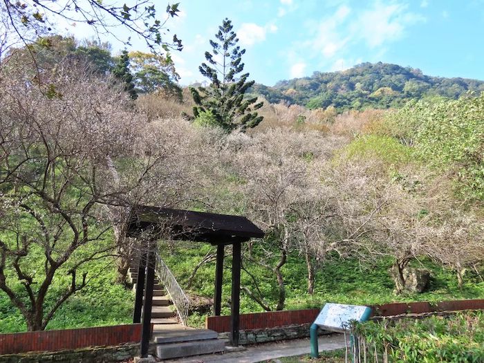 石門水庫槭林步道