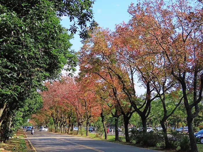 石門水庫槭林步道