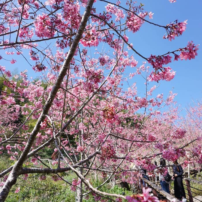 阿里山櫻花季