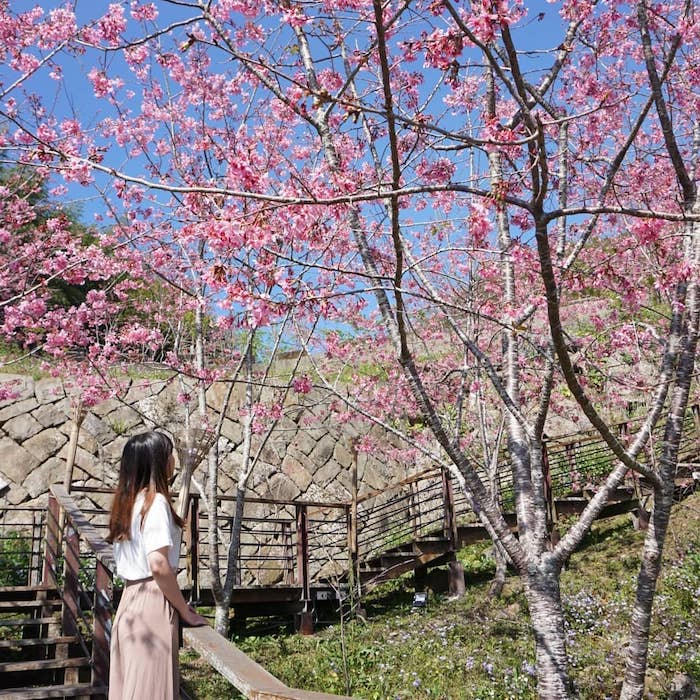阿里山櫻花季