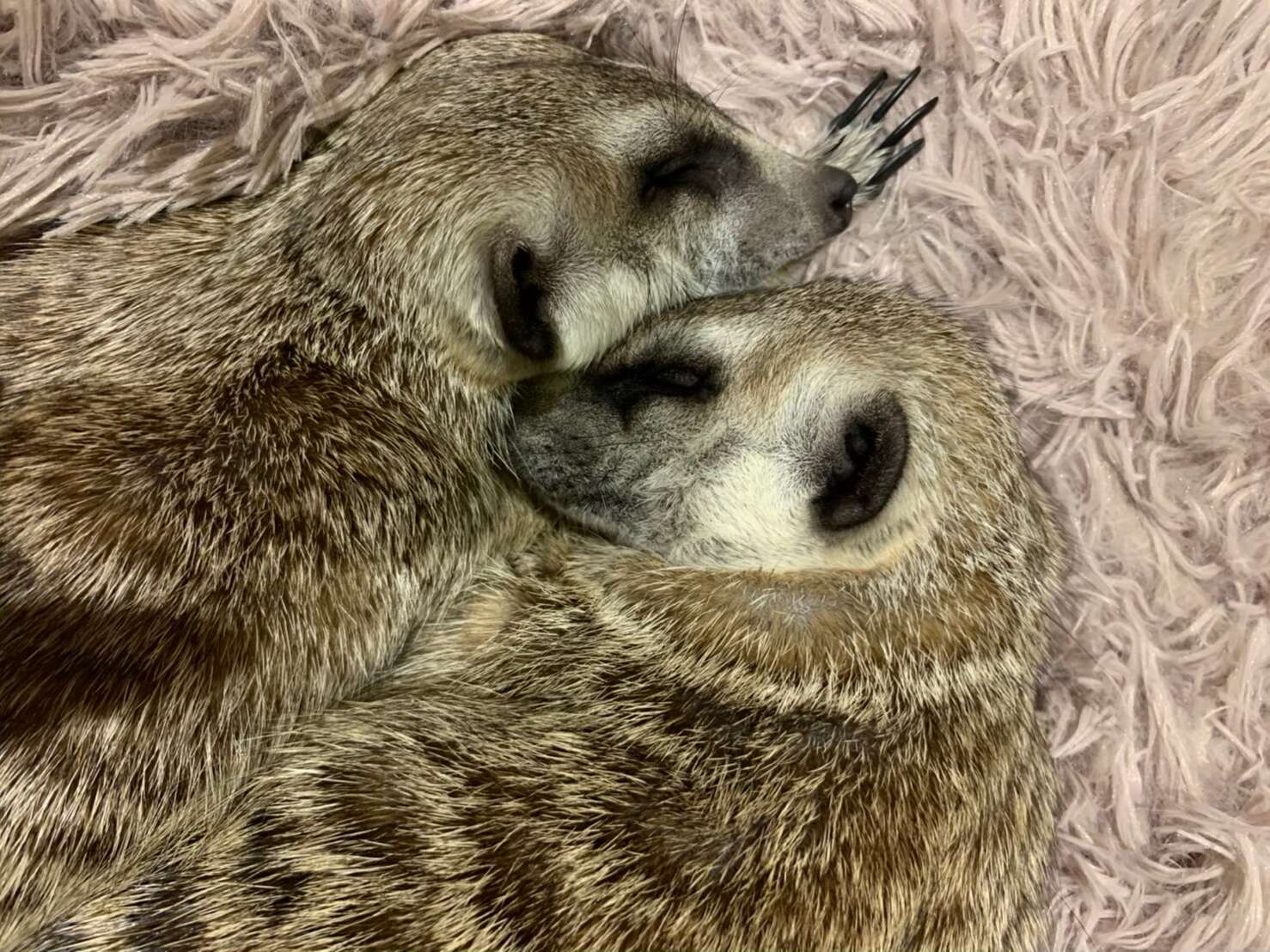 來一點毛絨絨！北台灣超療癒寵物餐廳大集合- GOMAJI夠麻吉