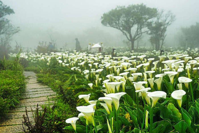 海芋步道