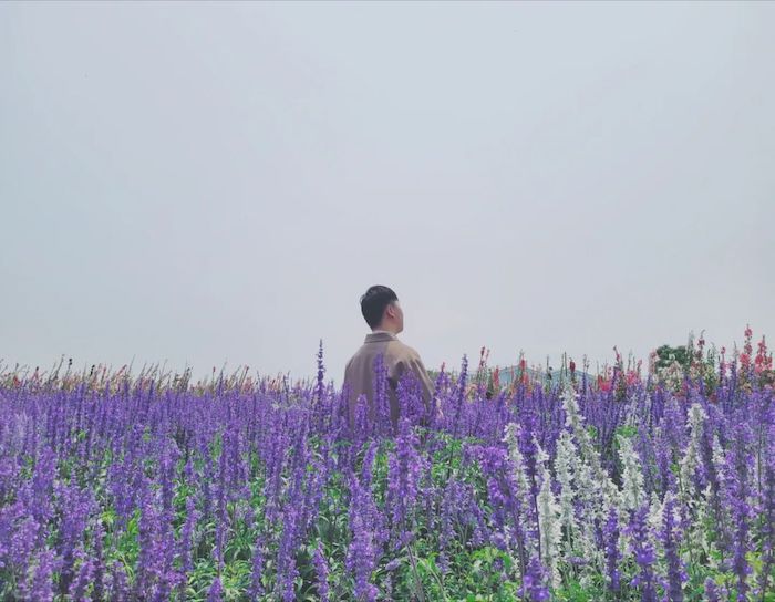 台南學甲蜀葵花田