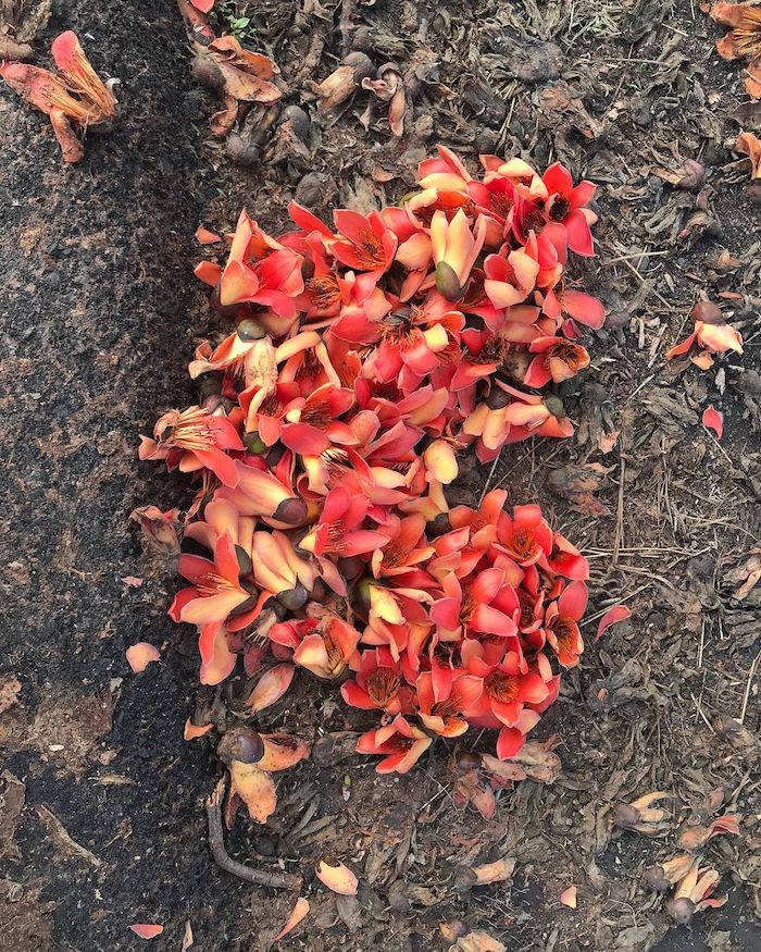 埤頭木棉花道