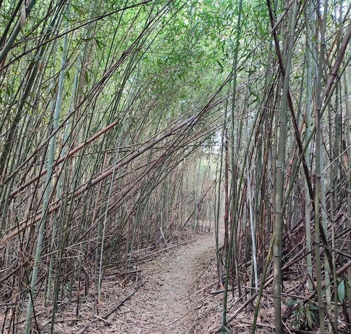 文林生態古道