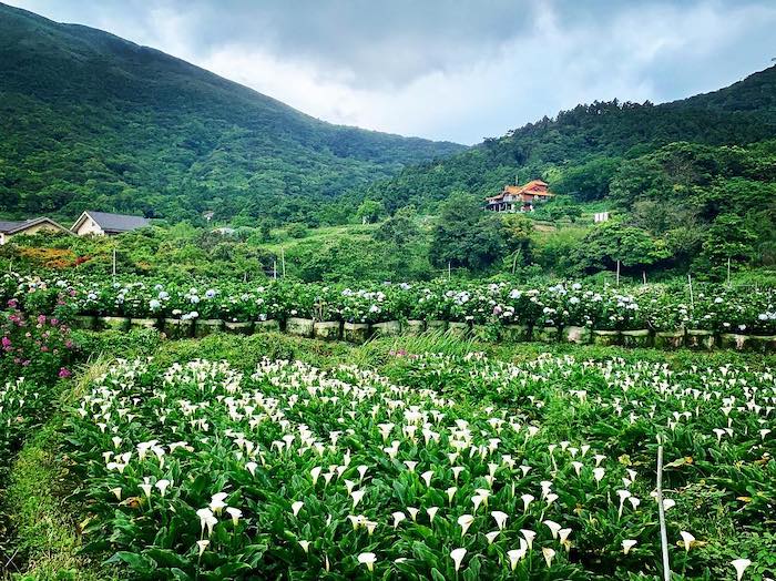 陽明山海芋