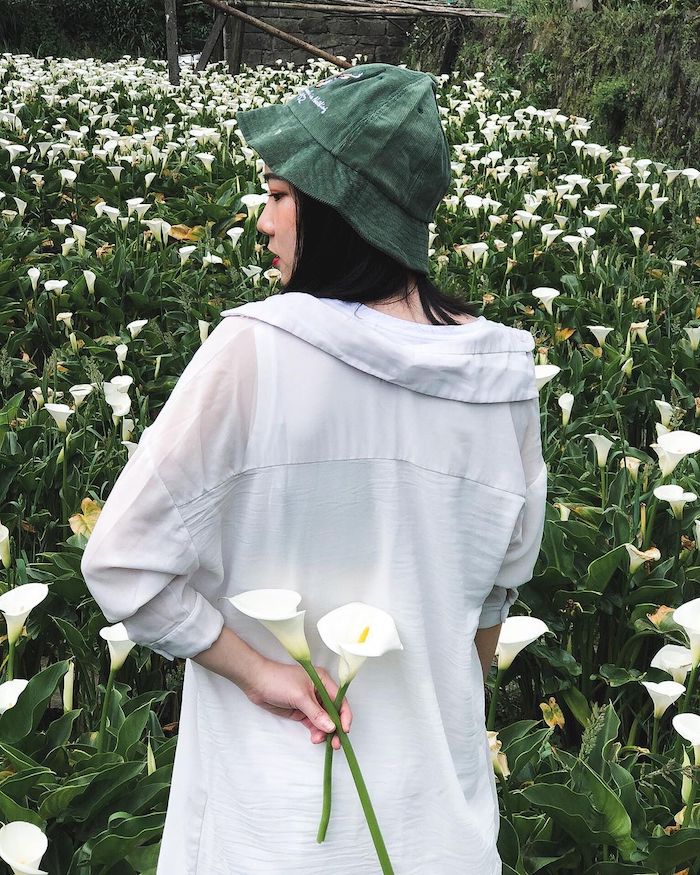 竹子湖海芋園