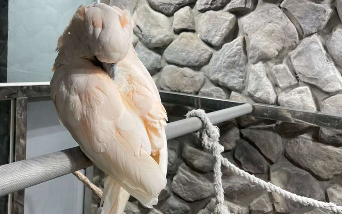 卡菲努努親子寵物餐廳