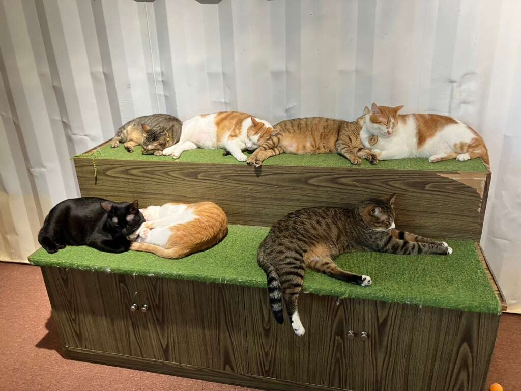 貓谷