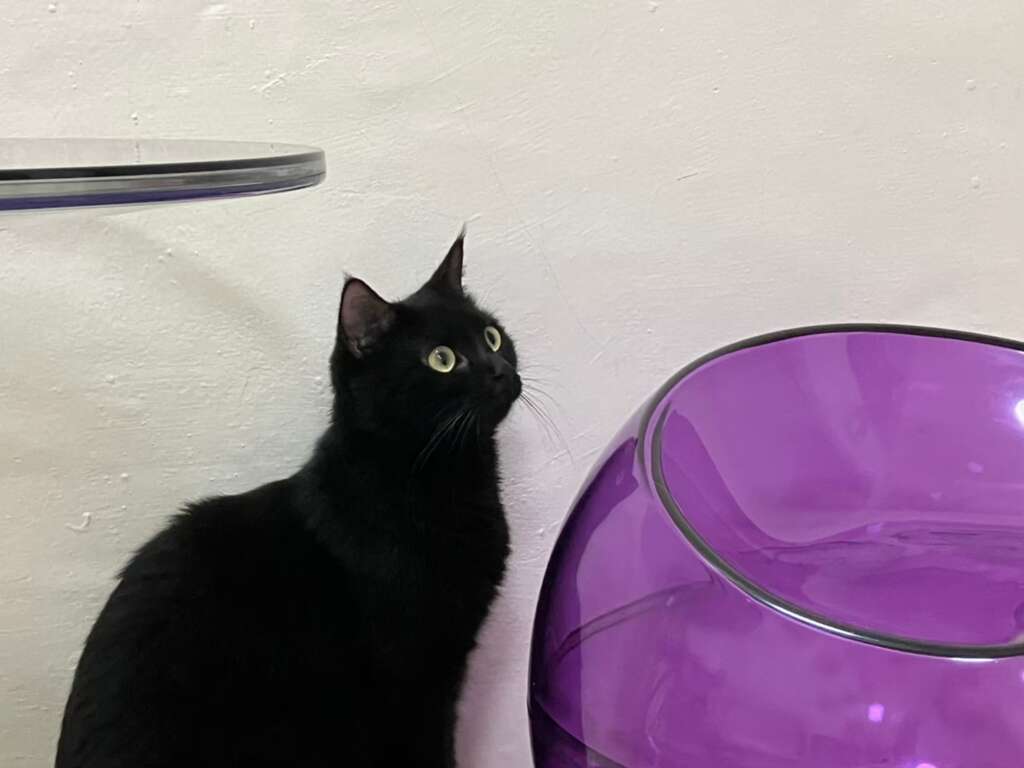 貓隱村Cat Café