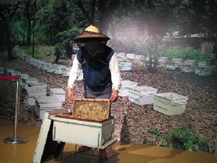 臺灣蠶蜂昆蟲教育園區