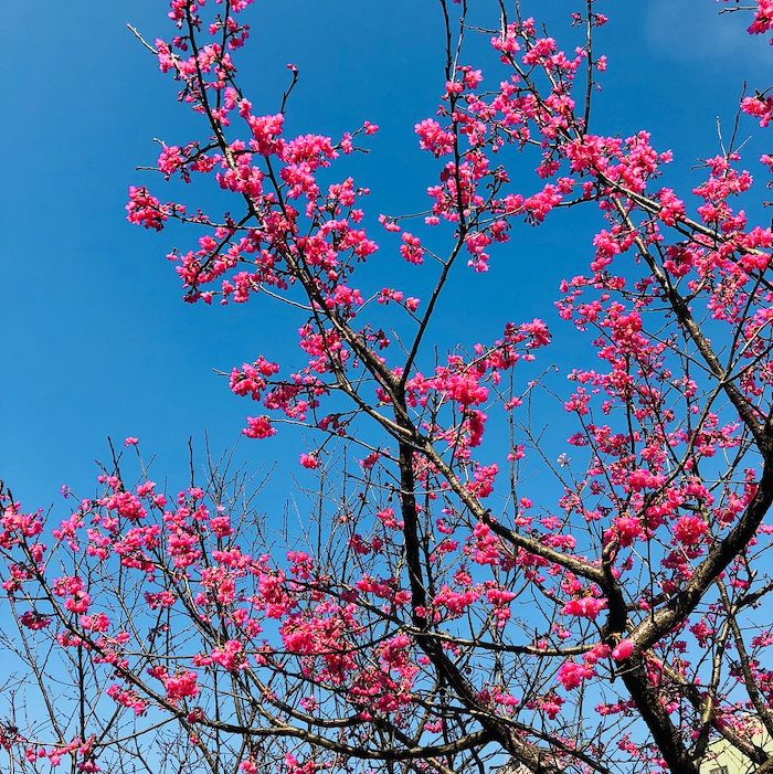 康誥坑溪櫻花大道
