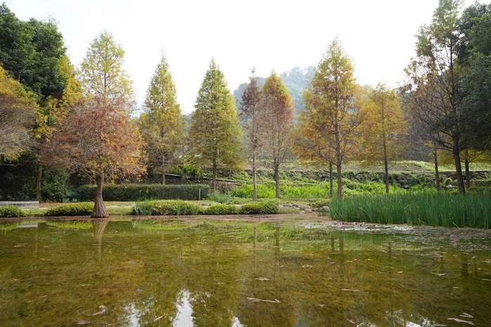 太平苗圃落羽松