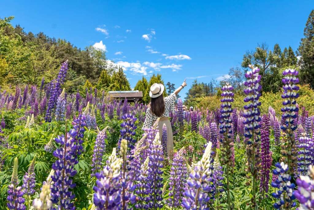 福壽山農場FushoushanFarm