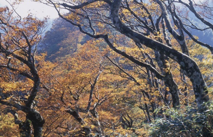 台灣山毛櫸國家步道