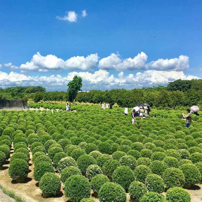 田尾波波草