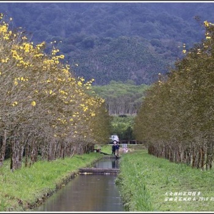 富源黃花風鈴木