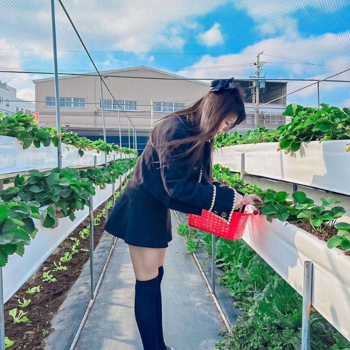 大雅草莓園