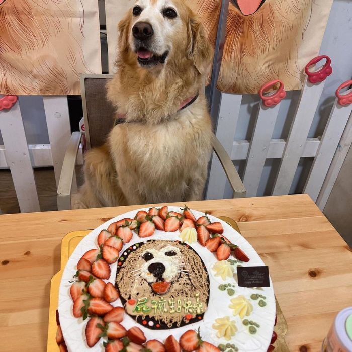 獵犬不打獵-團長與獵犬