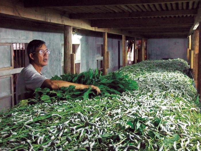 泉明生態教育蠶業農場
