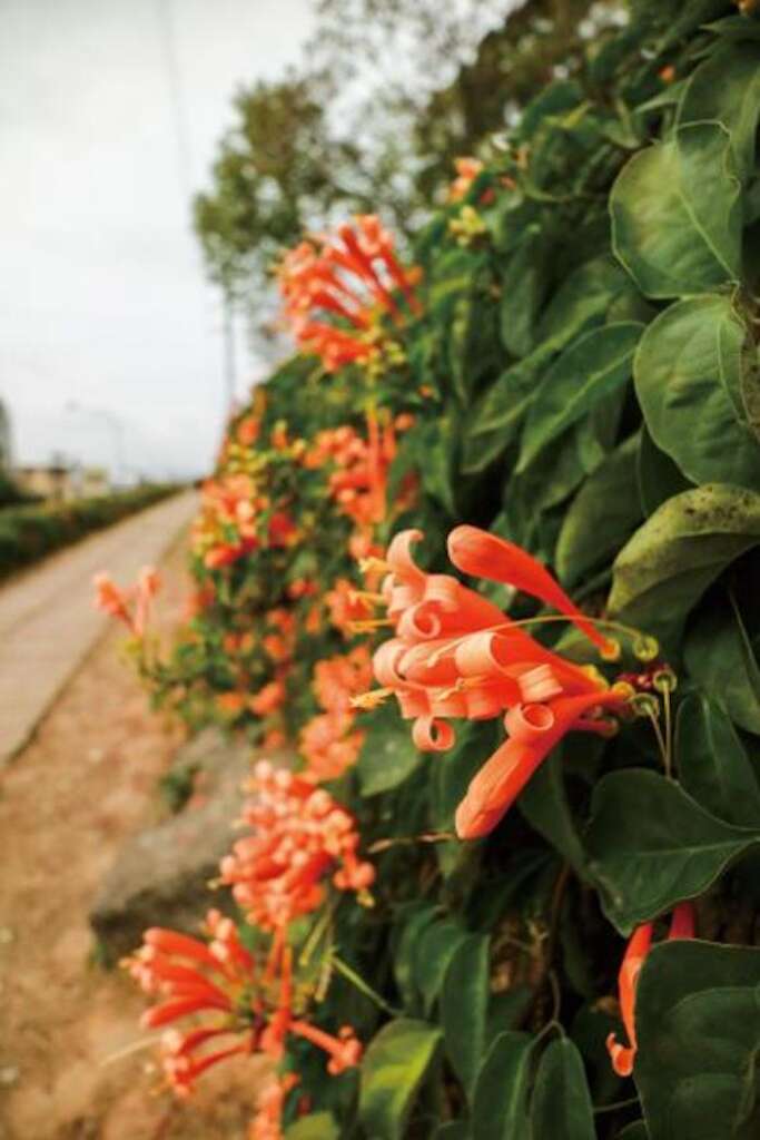 銅鑼炮仗花海公園