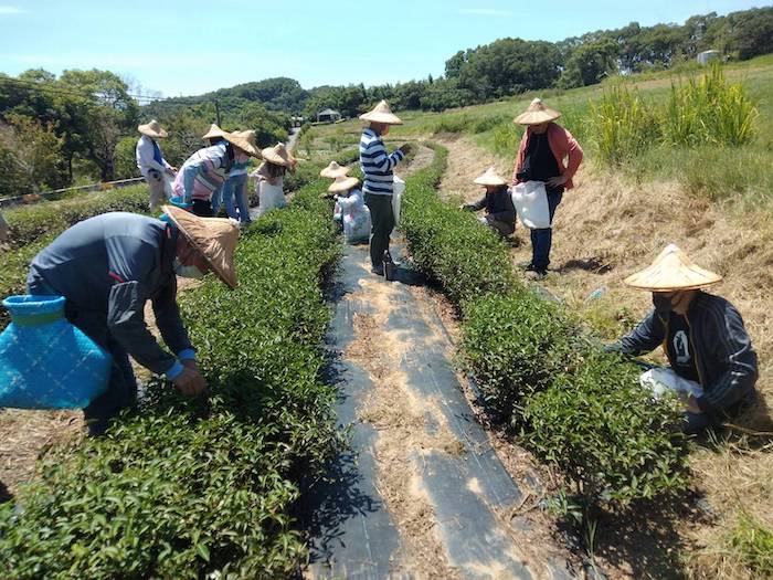 貓裏山丘茶作坊