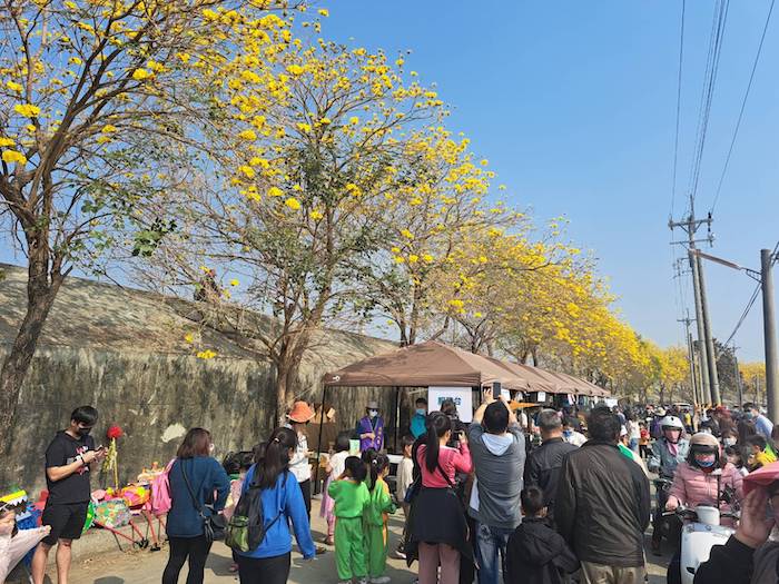 陳井寮堤防黃花風鈴木