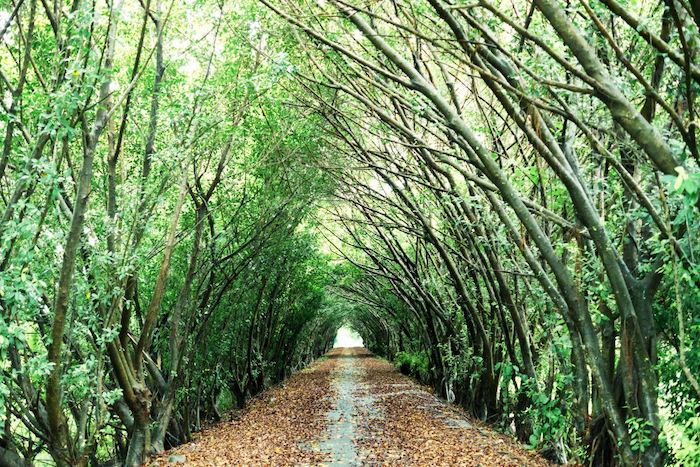 隘寮溪堤頂綠色隧道