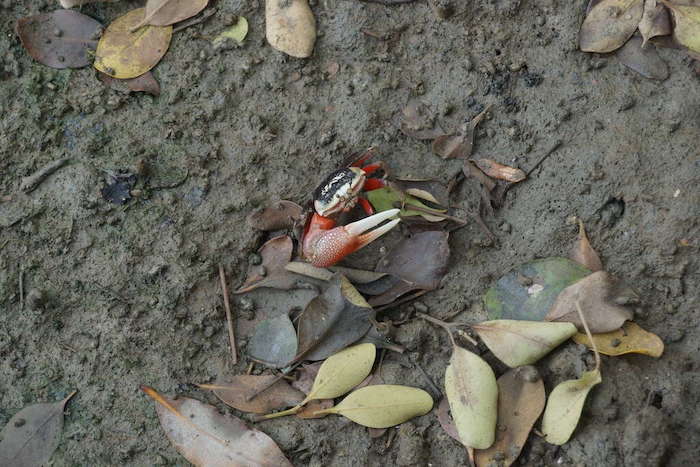 援中港生態濕地公園