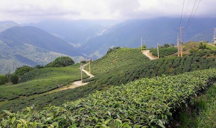 寶山茶園步道風光