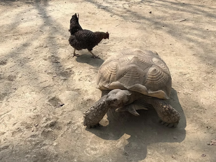 不一樣鱷魚生態農場